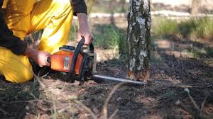 Best Tree Health Inspection  in Barrington, IL